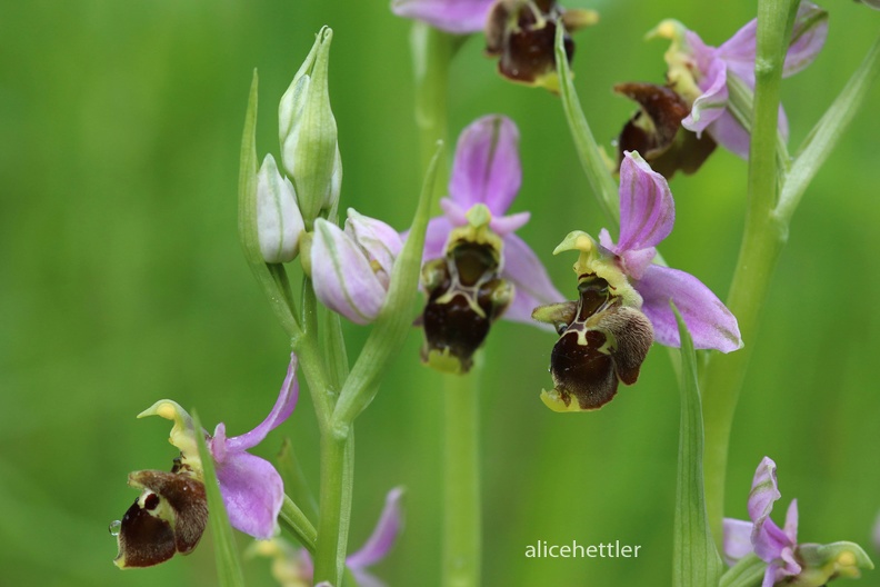 Schnepfen-Ragwurz _Ophrys scolopax_.jpg